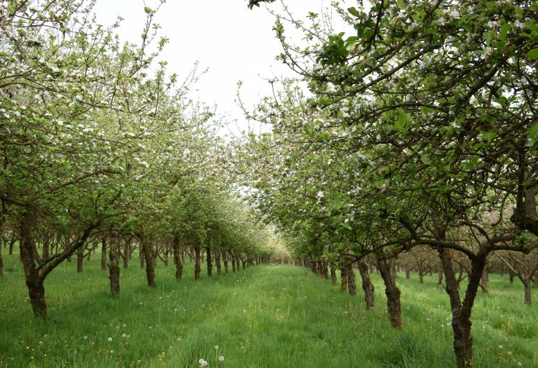 Verger – Cidre Séhédic