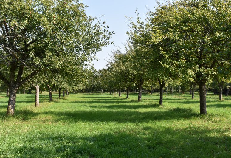 Verger – Cidre Séhédic