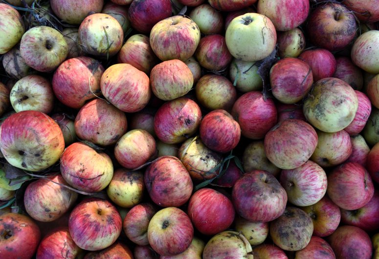 Pommes du terroir breton – Cidre Séhédic