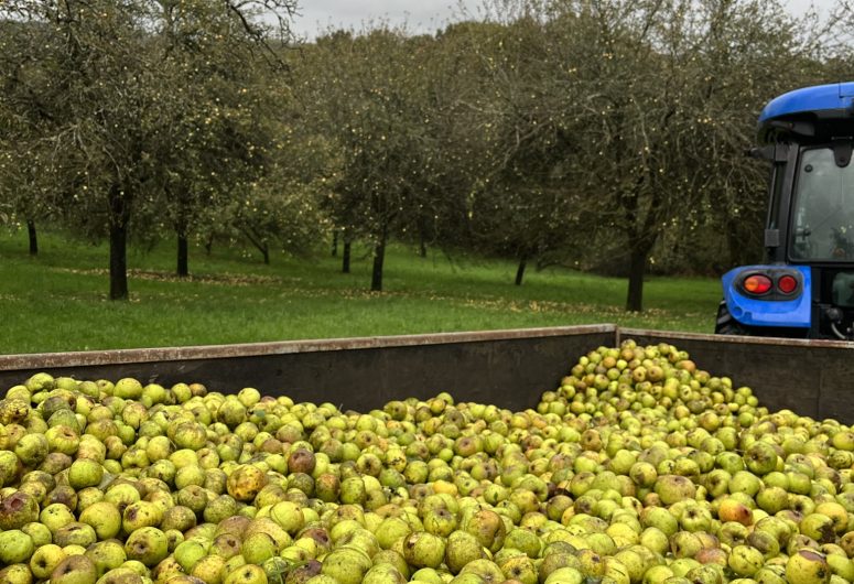 Récolte – cidre Séhédic