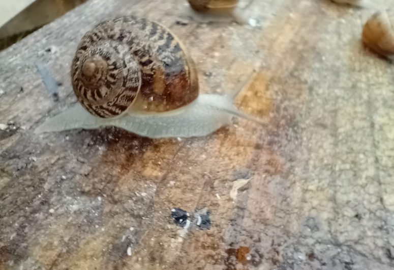 Escargot du Maligorn Gourmand