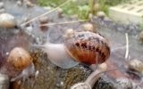 Ferme aux escargots du Maligorn Gourmand