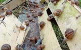 Ferme aux escargots du Maligorn Gourmand