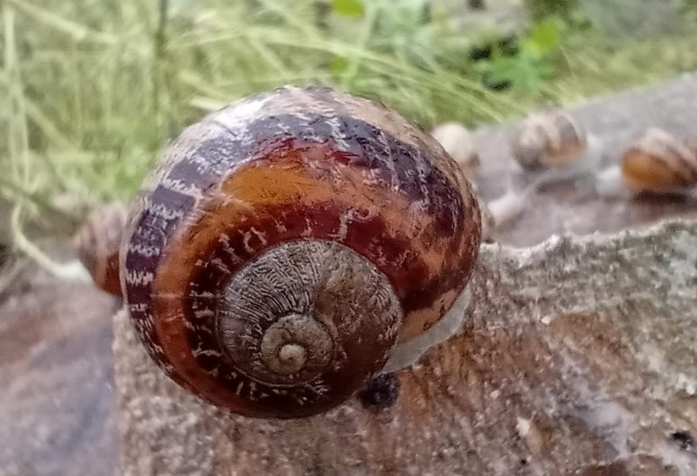 Escargot du Maligorn Gourmand