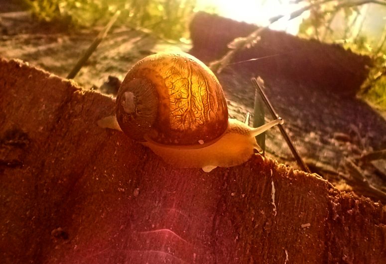 Escargot du Maligorn Gourmand